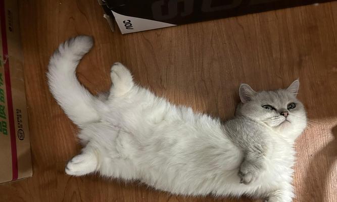 冰淇淋样的猫粮是啥牌子？