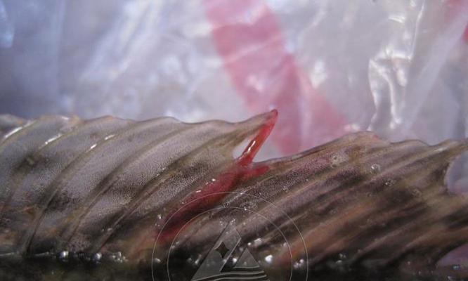 线虫鱼食变臭后是否还能食用？