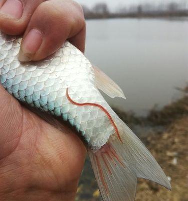 线虫鱼食变臭后是否还能食用？