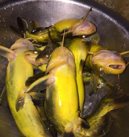 鳜鱼和黄颡鱼都是无鳞鱼吗吃什么食物好？