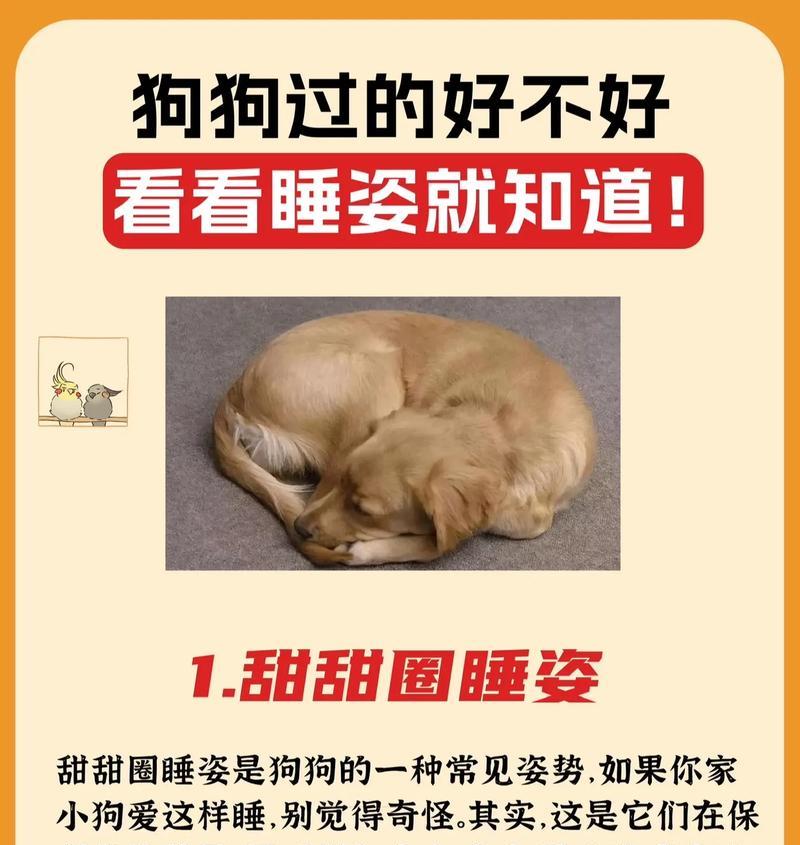 吉娃娃嗜睡怎么办？是否需要调整生活习惯？