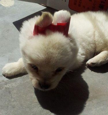 博美犬吐白沫拉稀很臭怎么办？有什么好的治疗方法吗？