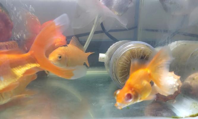 养鱼时水溅入眼睛怎么办？需要使用什么药物？