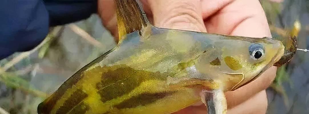 鱼出现白色粘液应如何治疗？哪种药物最有效？
