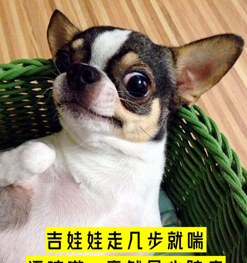 吉娃娃13岁喘气严重？如何缓解呼吸困难？
