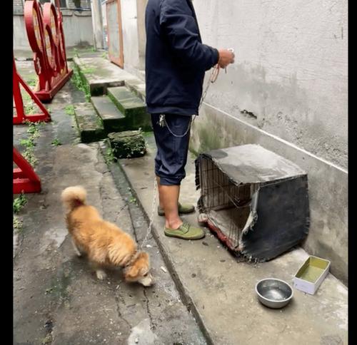 宠物狗被套上铁链后的应对措施？