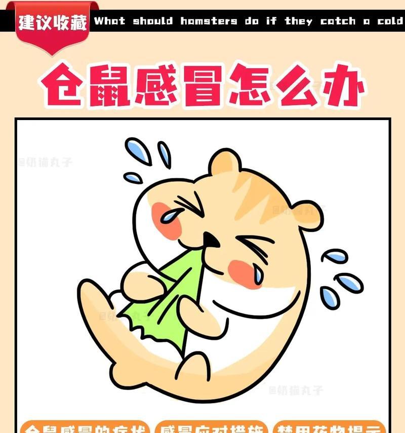 发烧感冒会传染仓鼠吗？如何处理？