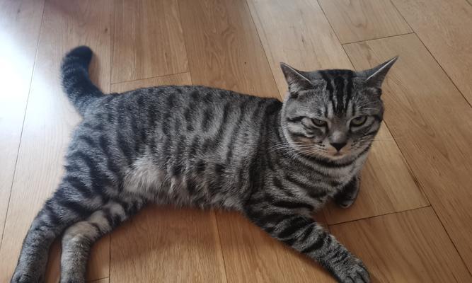 宠物猫被锁三年怎么办？如何帮助它们恢复？