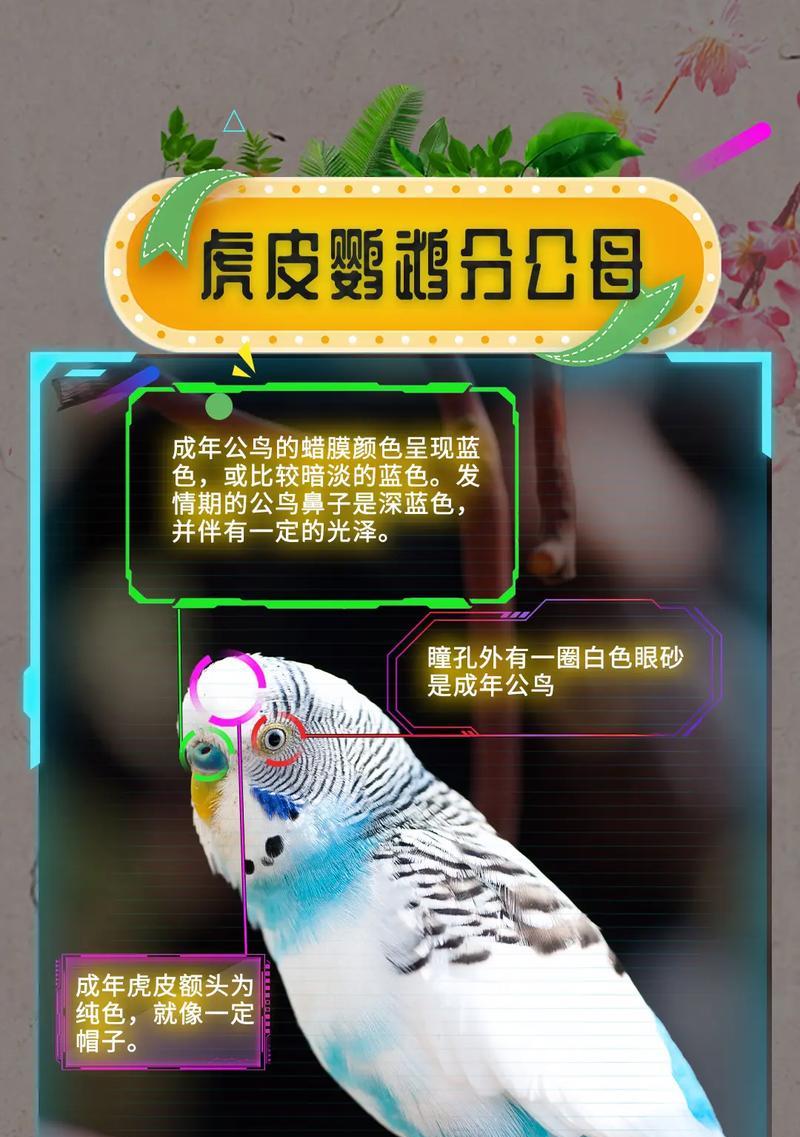 虎皮鹦鹉母鸟梳理公鸟尾巴的正确方法是什么？