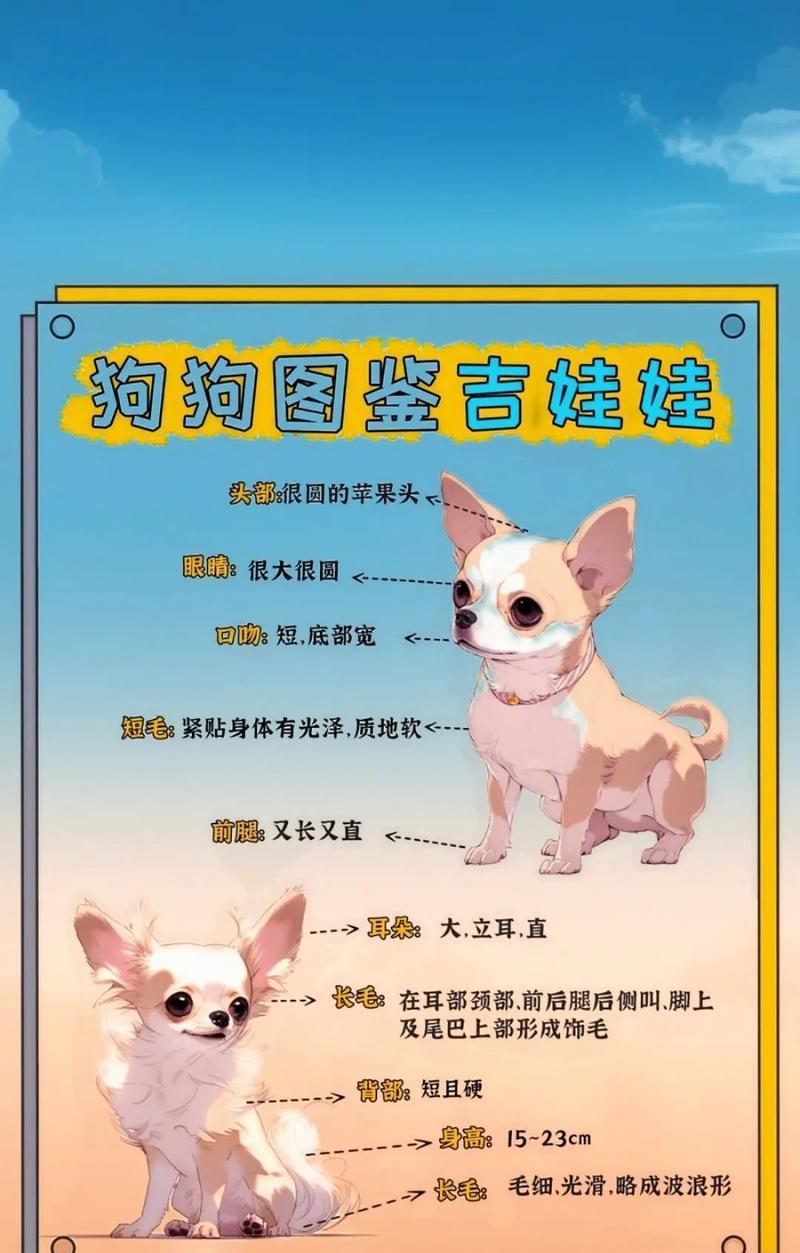 吉娃娃呼吸急促是什么原因？如何缓解？