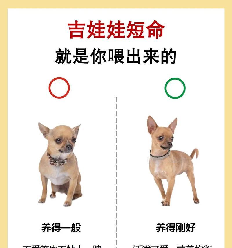 吉娃娃呼吸不畅如何快速缓解？