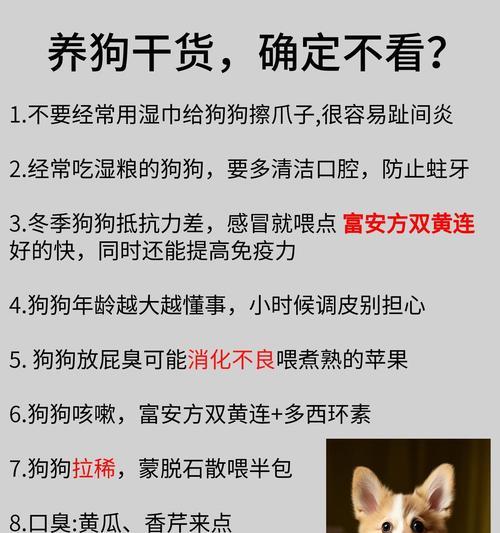 宠物狗感冒会传染给人吗？如何治疗？