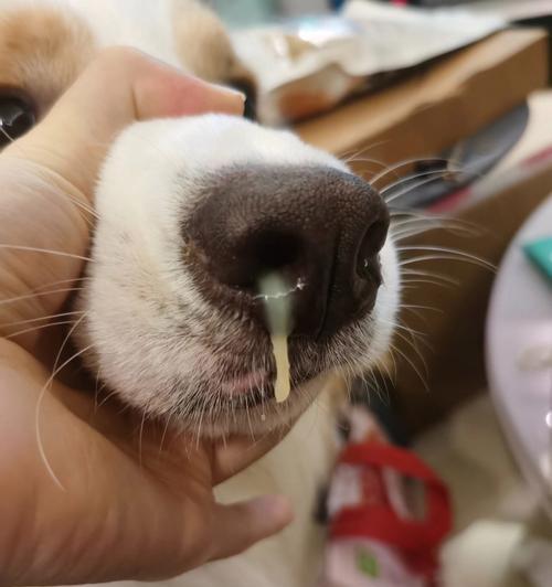 宠物狗感冒会传染给人吗？如何治疗？