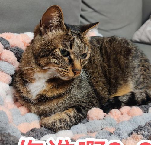 宠物猫误食线材能排出吗？小孩误食线材怎么办？