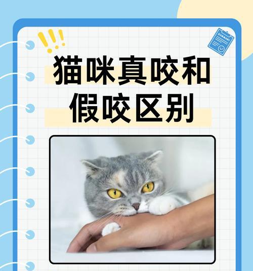 宠物猫互相攻击怎么办？如何防止猫咬猫行为？