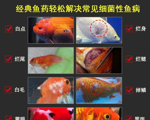 鱼体腐烂出血怎么办？推荐哪种药物治疗？