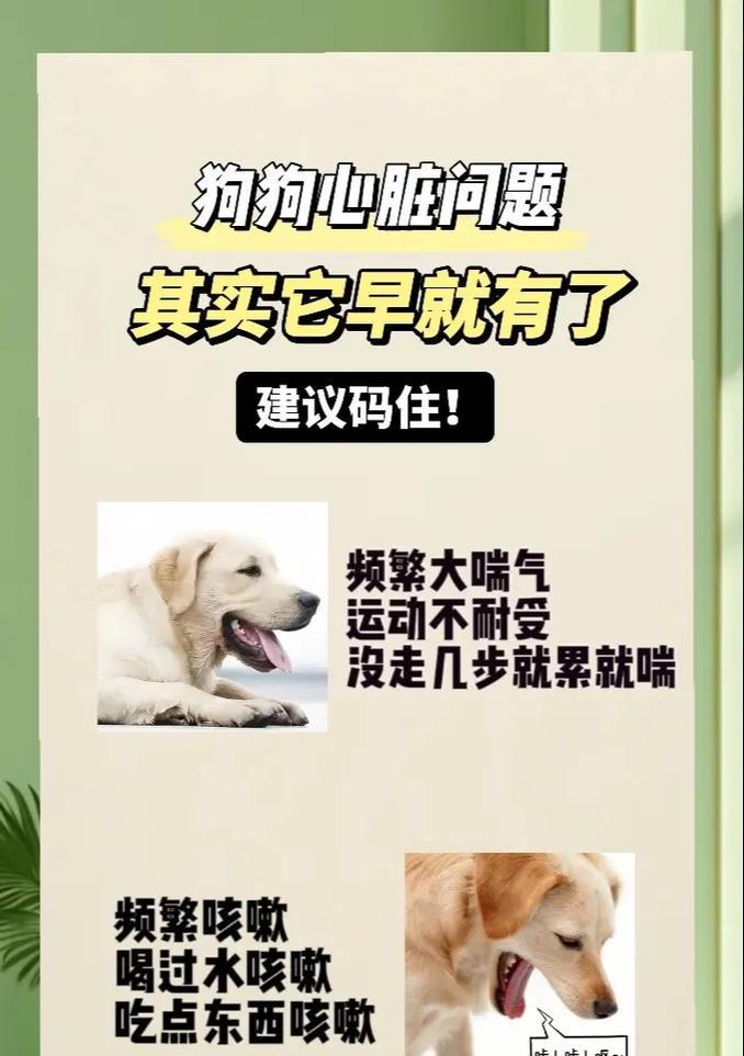吉娃娃喘气困难可能原因？如何有效解决？