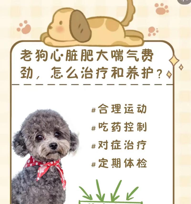 吉娃娃喘气困难可能原因？如何有效解决？