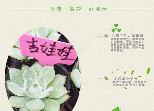 吉娃娃呼吸不畅怎么办？推荐哪些药物？