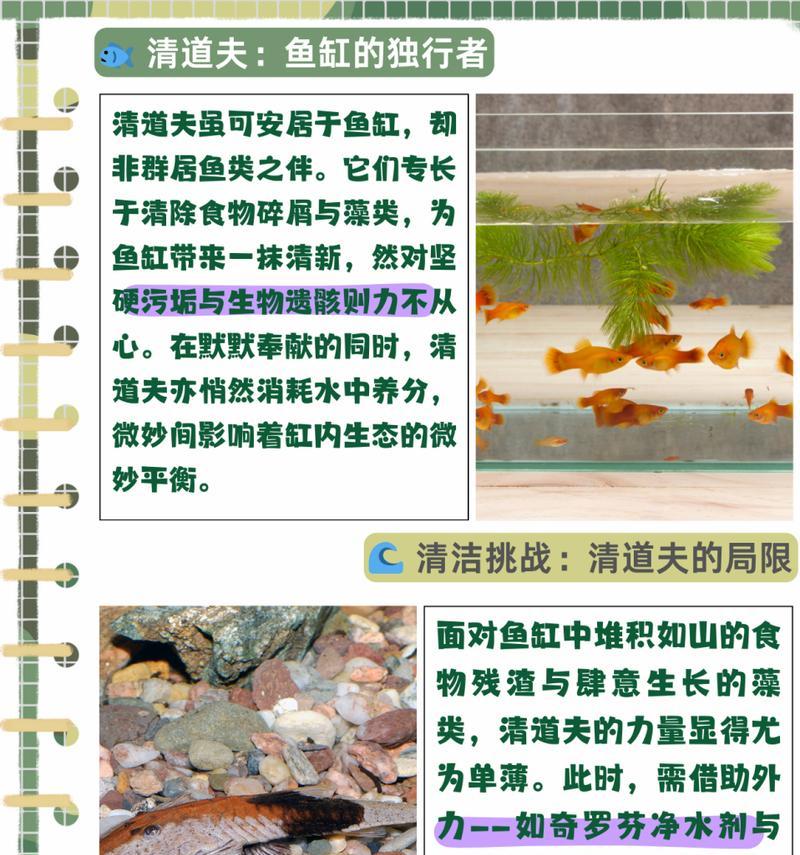 清道夫鱼为何无法保持鱼缸清洁？如何解决鱼缸脏的问题？