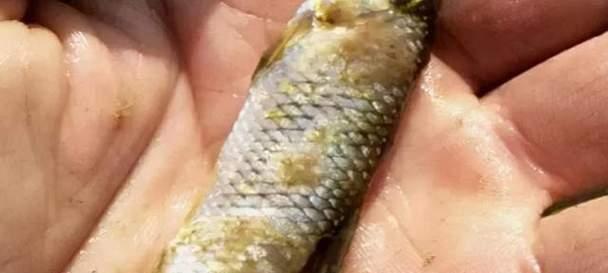 鱼出现白色粘液应如何处理？吃什么药物可以治疗？