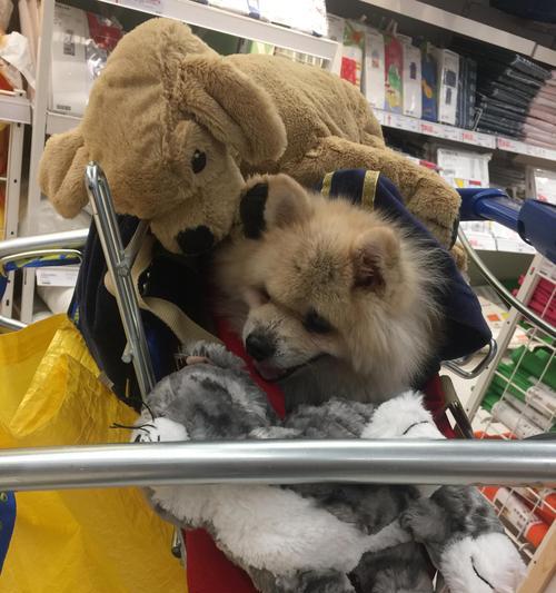 博美犬吐白沫且拉稀臭怎么办？寻求最有效的解决方法？