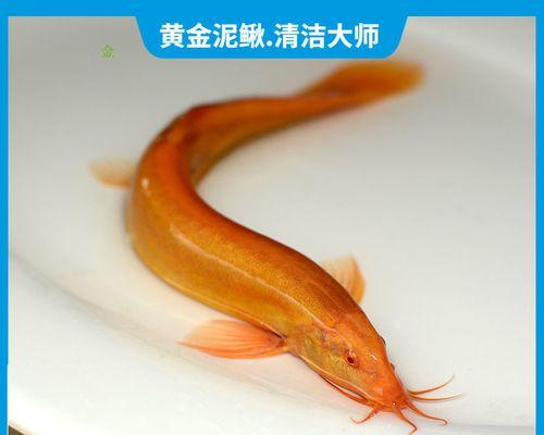 发财鱼一直在啄清道夫怎么办？如何阻止？