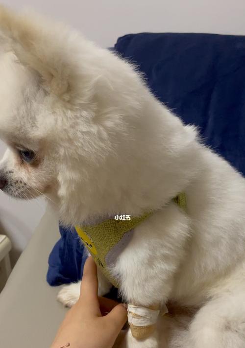 博美犬腹泻呕吐应怎么处理？