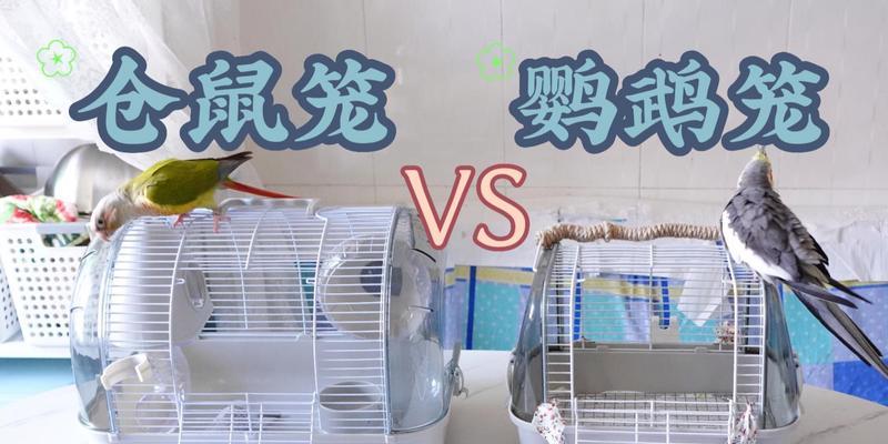鹦鹉被仓鼠欺负怎么办？有效防护措施有什么？