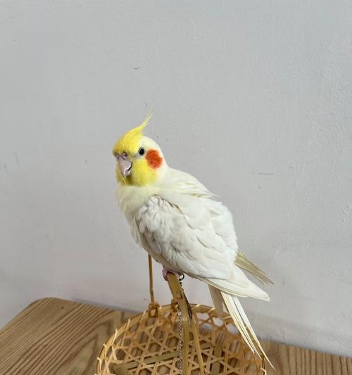 鹦鹉被仓鼠欺负怎么办？有效防护措施有什么？