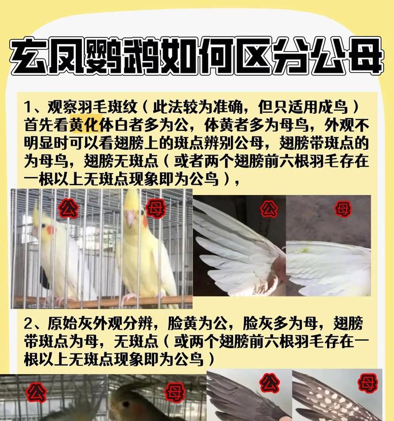 虎皮鹦鹉母鸟梳理公鸟尾巴的正确方法有哪些？