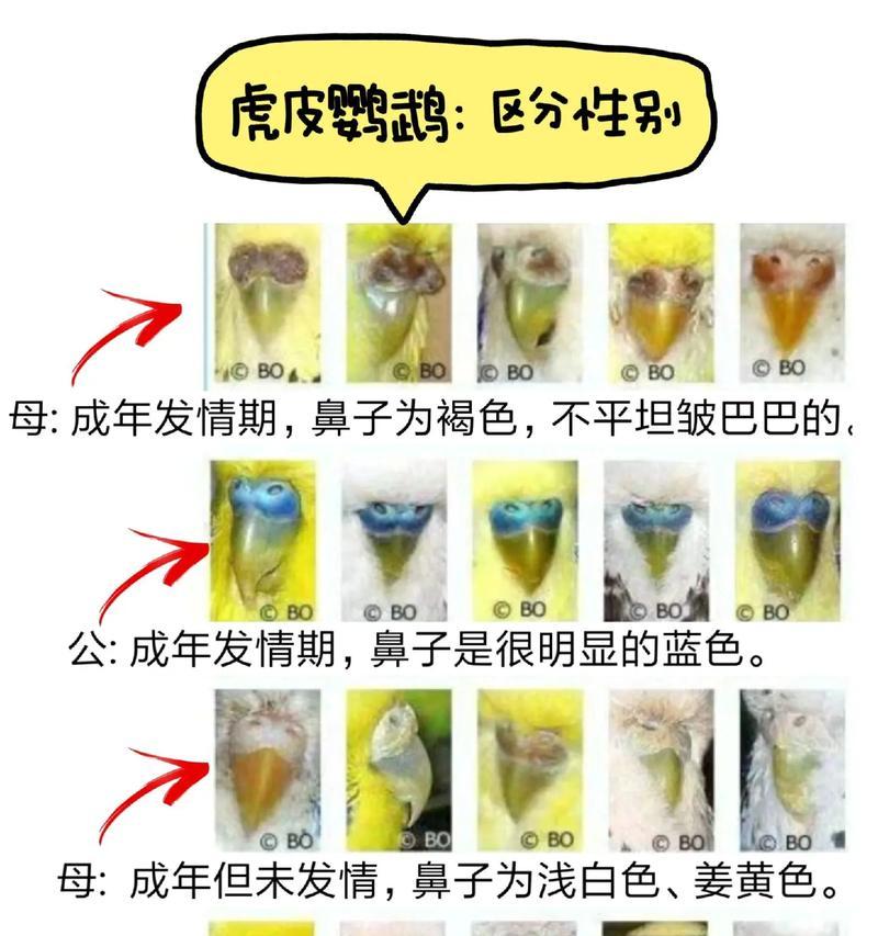 虎皮鹦鹉母鸟梳理公鸟尾巴的正确方法有哪些？