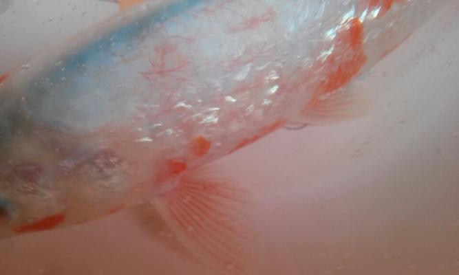 锦鲤头顶血丝白泡沫怎么办？怎么诊断和治疗？