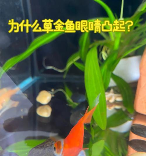 养鱼时水溅入眼睛咋办？需要使用什么药物？