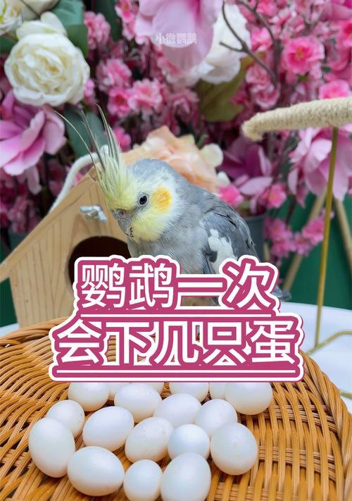 虎皮鹦鹉混养会下蛋吗？怎么处理混养下的蛋？