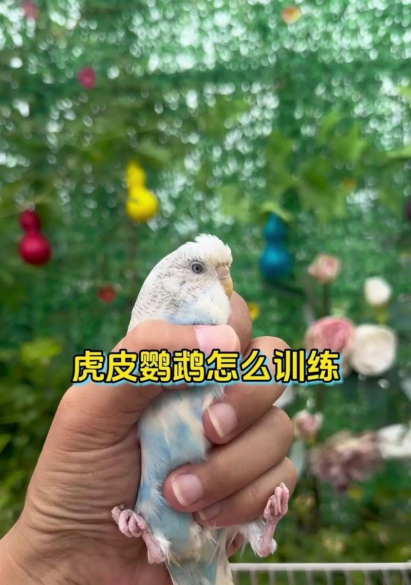 虎皮鹦鹉配对失败频繁打架的应对策略呢？