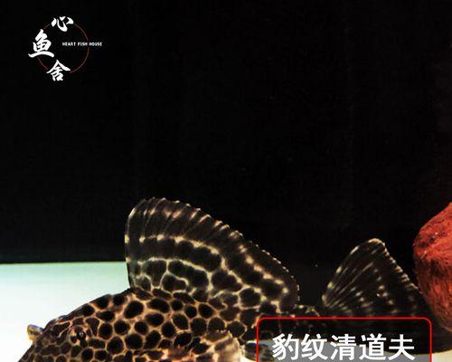 锦鲤鱼缸为何不能养清道夫？不养清道夫的替代方案有哪些？