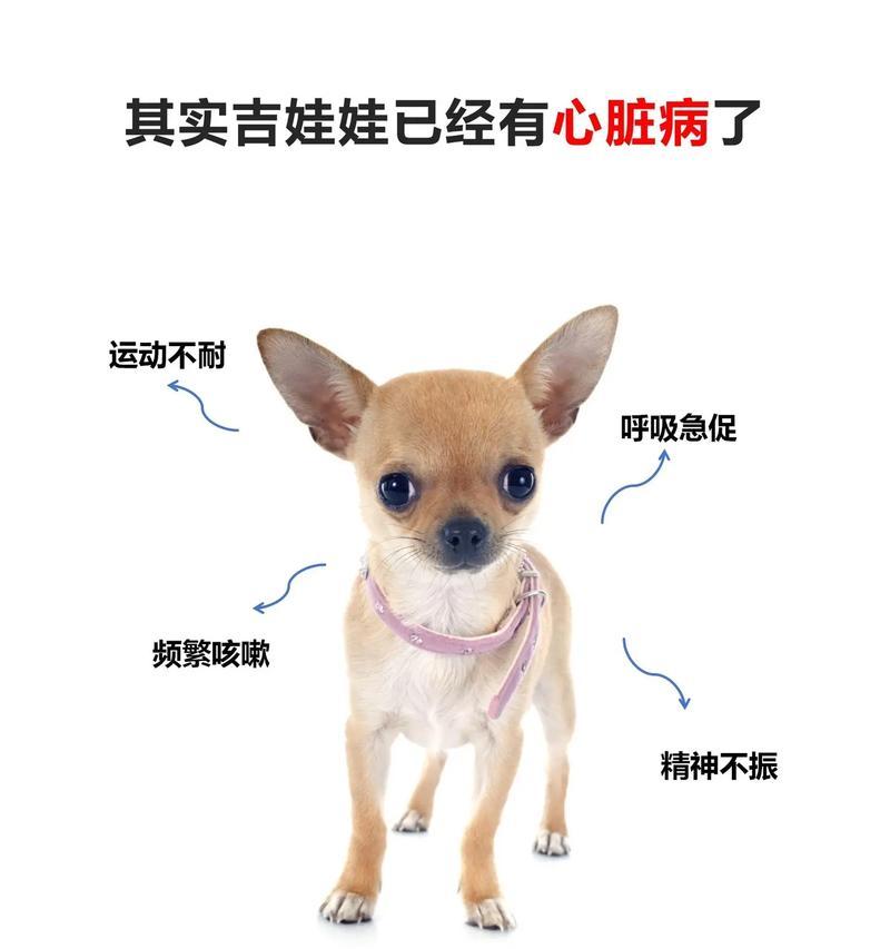 吉娃娃呼吸困难的原因有哪些？如何应对？