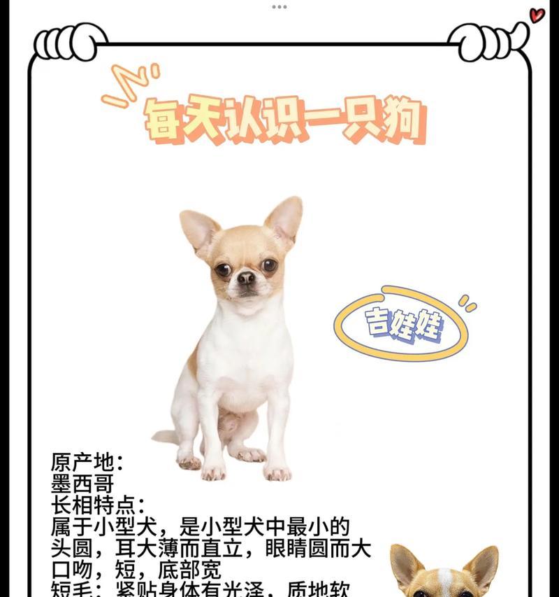 吉娃娃经常吭吭叫有哪些问题？如何让它安静？