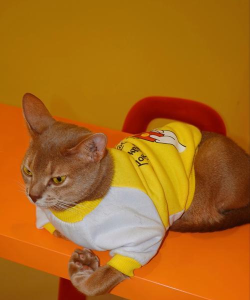 宠物猫被锁三年怎么办？怎么帮助它们恢复？