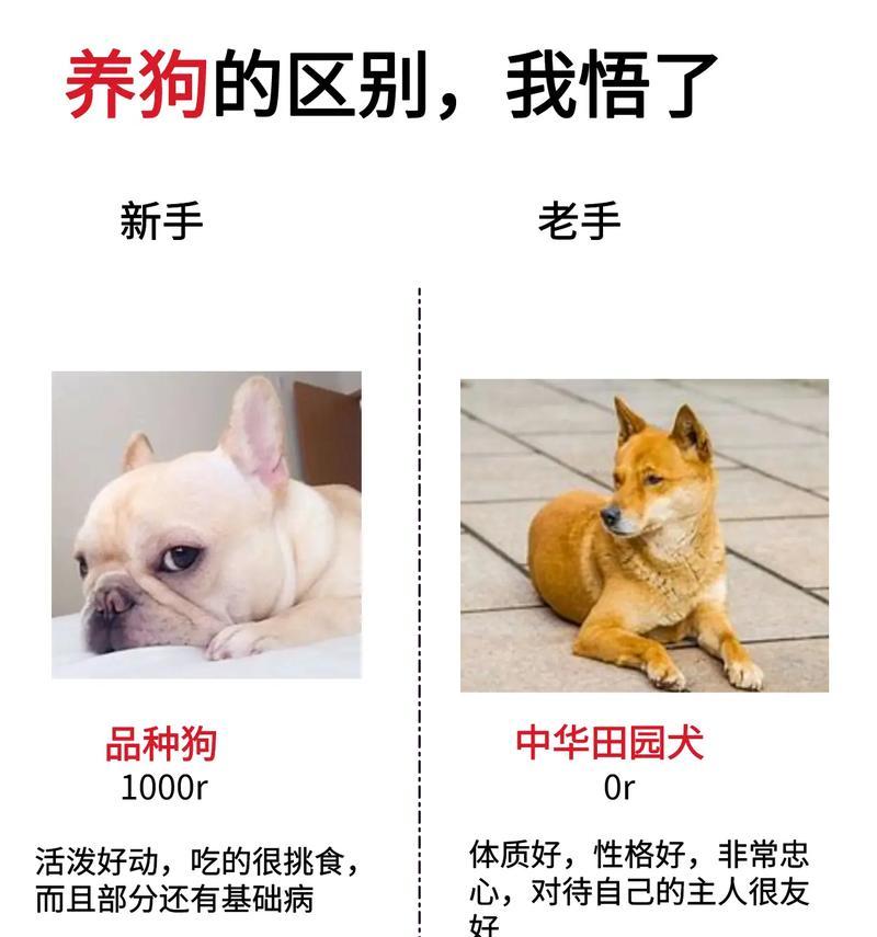 宠物狗生病了会死吗？怎么预防和治疗？