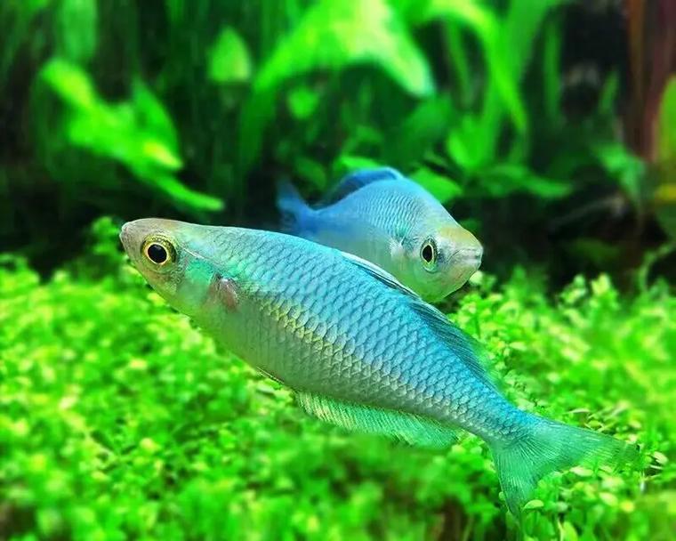 锦鲤咬食红草是何原因？应怎么解决？