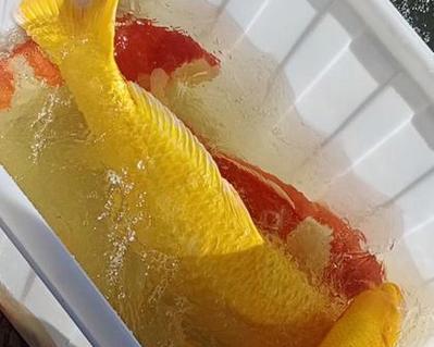 锦鲤咬食红草是何原因？应怎么解决？