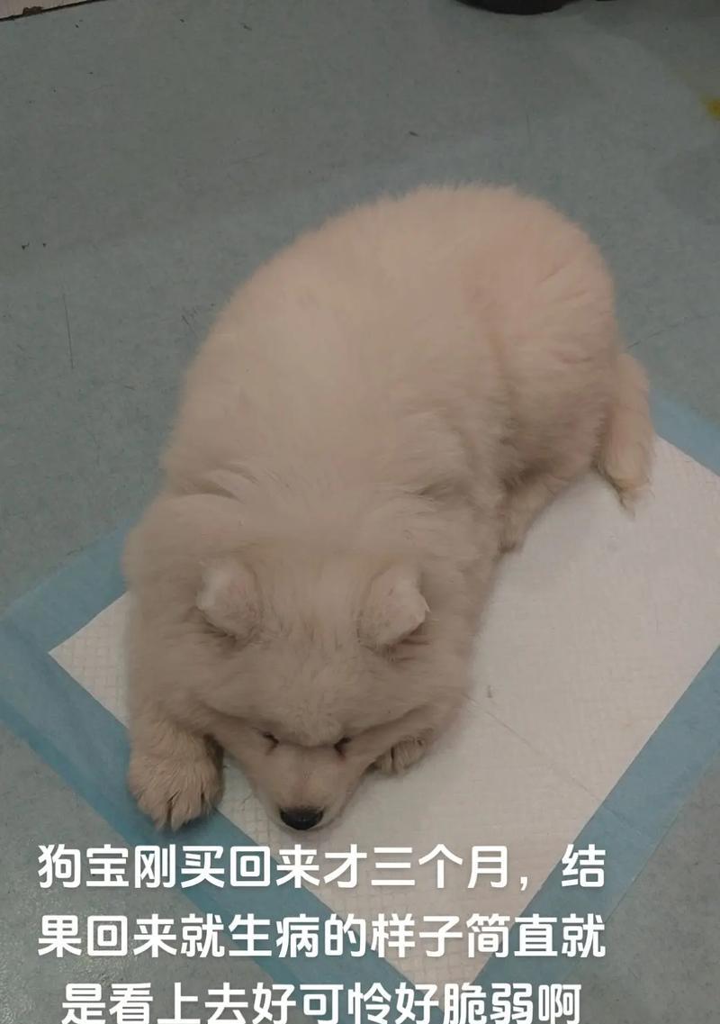 家里有人阳了宠物狗会传染吗怎么办？怎么防止病毒传播？