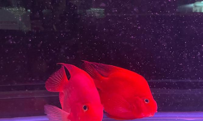 清道夫鱼追逐鹦鹉该怎么处理？怎么防止未来发生？