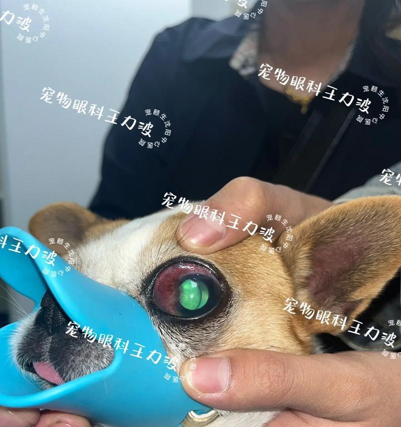 吉娃娃眼睛突出肉块咋办？是否需要紧急处理？