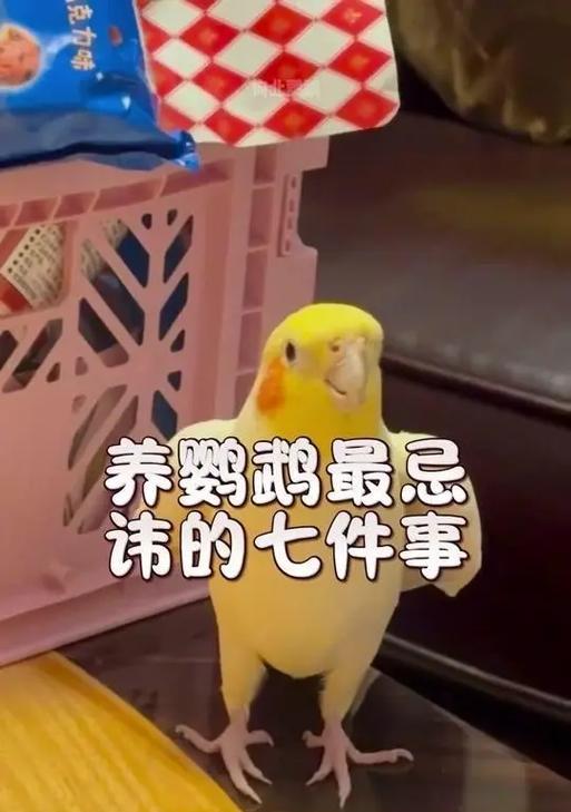 怎么防止鹦鹉欺负小仓鼠？