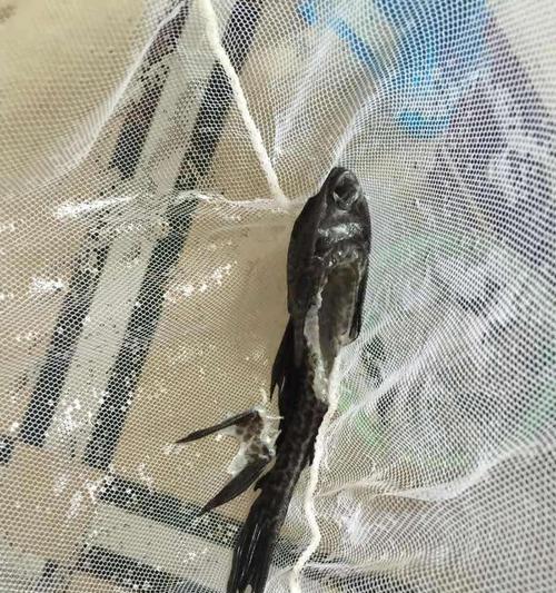 清道夫在盐水中会死亡吗？怎么避免？