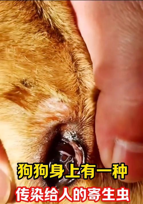 宠物狗寄生虫会传染人吗？怎么预防和处理？