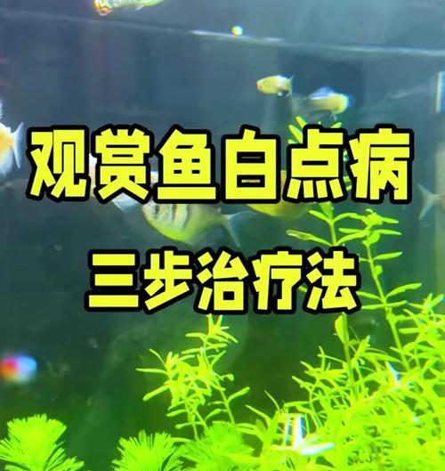 锦鲤血丝白点咋办？哪种药物有效？